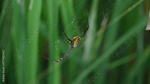 Argiope bruennichi or wasp spider. It is a species of orb- weaver spider found Europe, Asia and Africa. This species features distinctive yellow, white and black markings on its abdomen.
