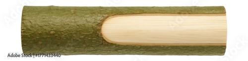 Smooth poplar branch with greenish bark and creamy inner wood.