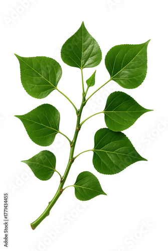 Poplar branch featuring triangular leaves and smooth green bark.