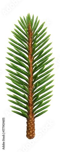 Spruce branch featuring sharp needles and textured, scaly bark.