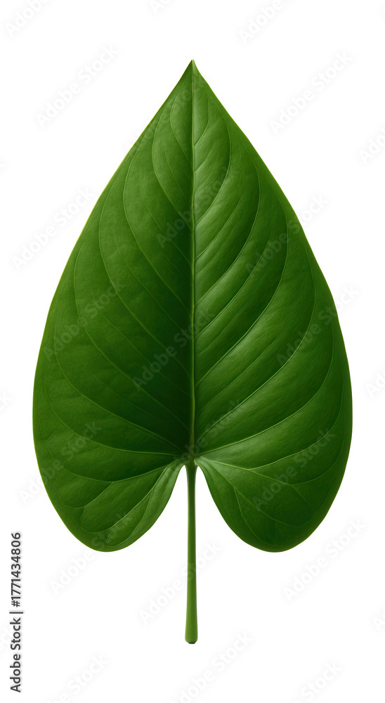 Obraz premium Large, arrowhead-shaped leaf with a smooth texture.