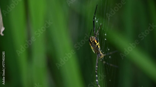 Argiope bruennichi or wasp spider. It is a species of orb- weaver spider found Europe, Asia and Africa. This species features distinctive yellow, white and black markings on its abdomen.