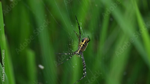 Argiope bruennichi or wasp spider. It is a species of orb- weaver spider found Europe, Asia and Africa. This species features distinctive yellow, white and black markings on its abdomen.