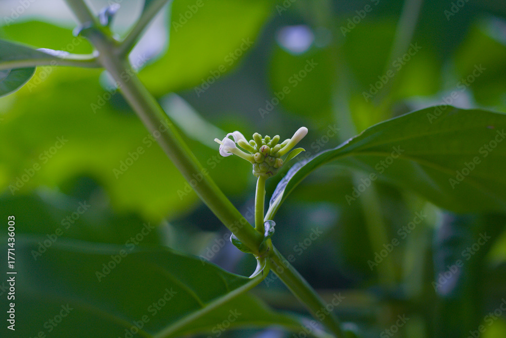 Obraz premium Closeup of the white Noni flower (Morinda citrifolia) cluster emerging from a green stem. Surrounded by lush, dark leaves, it captures the tropical plant's delicate bloom and natural vibrancy.