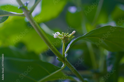 Closeup of the white Noni flower (Morinda citrifolia) cluster emerging from a green stem. Surrounded by lush, dark leaves, it captures the tropical plant's delicate bloom and natural vibrancy.