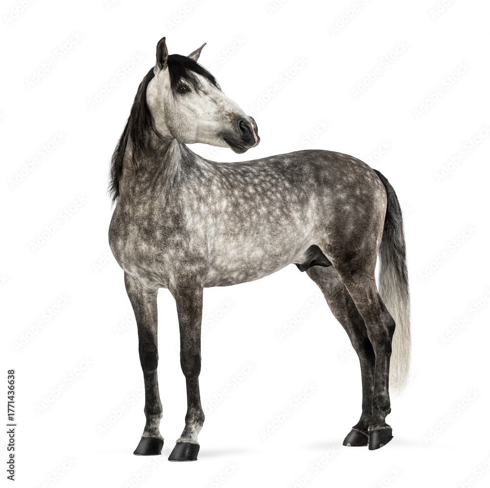 Fototapeta premium Andalusian horse mare standing, looking back, transparent background