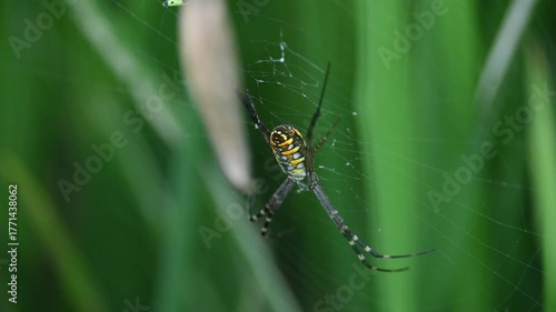 Argiope bruennichi or wasp spider. It is a species of orb- weaver spider found Europe, Asia and Africa. This species features distinctive yellow, white and black markings on its abdomen.