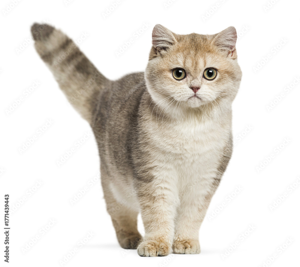Obraz premium British shorthair kitten standing, looking forward, transparent background