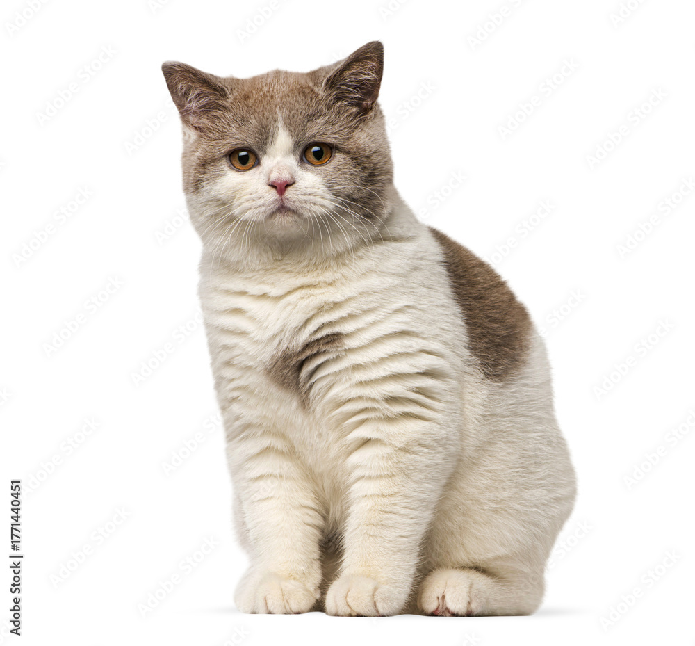 Fototapeta premium British shorthair kitten sitting, looking at camera