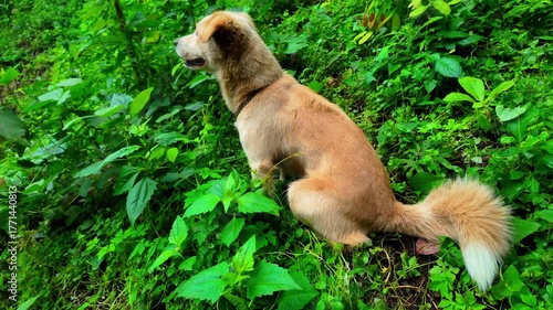 4K footage of a small gray dog sitting peacefully under a tree, surrounded by lush green forest and natural light. The scene reflects tranquility, freshness, and the simple beauty of animals in nature