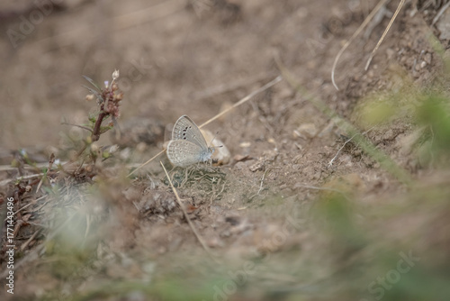 Papier peint butterfly in the grass, Zizina otis, the lesser grass blue