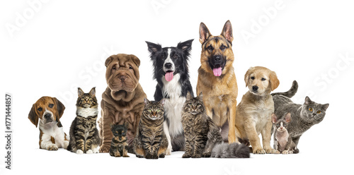 Group of various dogs and cats on transparent background