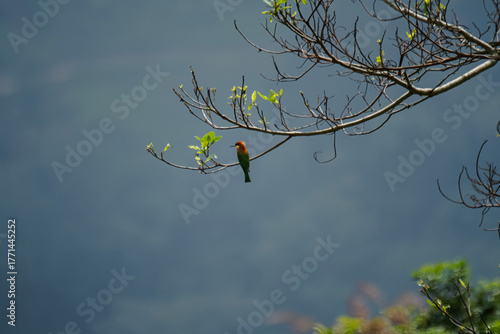 bird on a branch, The chestnut-headed bee-eater (Merops leschenaulti