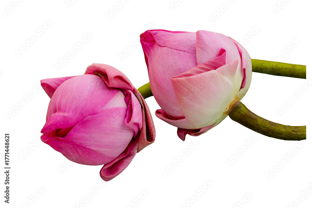 Fototapeta premium The beautiful lotus flower with the background removed to make it stand out.