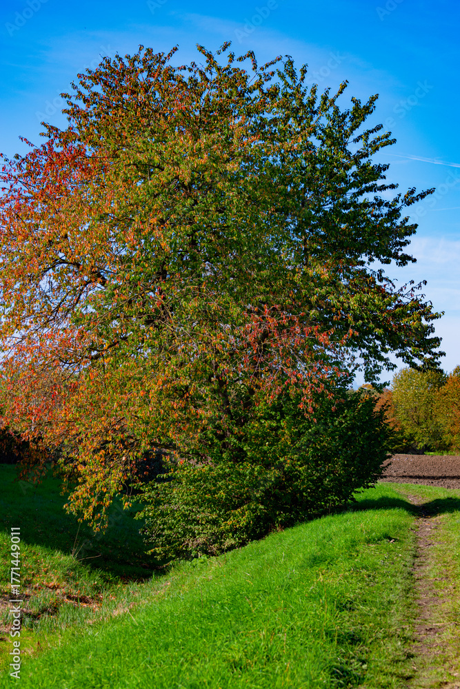 Naklejka premium trees in autumn
