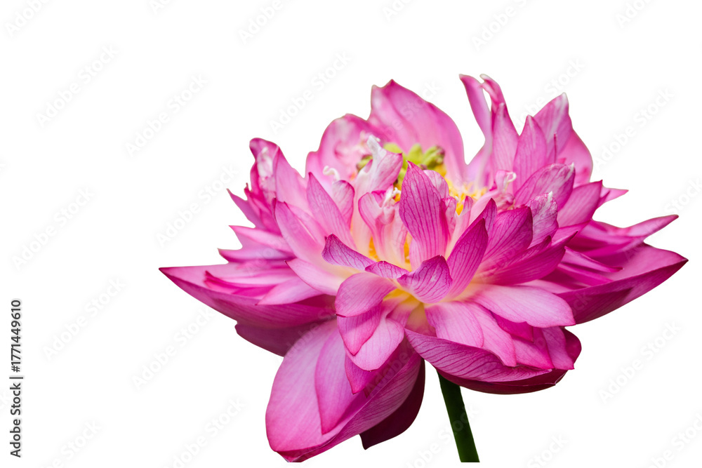 Obraz premium The beautiful lotus flower with the background removed to make it stand out.