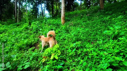4K footage of a German Shepherd and a small gray dog happily exploring a lush green forest, capturing joy, companionship, and the freedom of animals in nature. Perfect for documentaries, lifestyle, tr