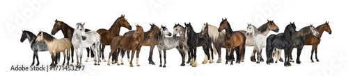 Fotografía Diverse horse breeds standing in a panoramic group