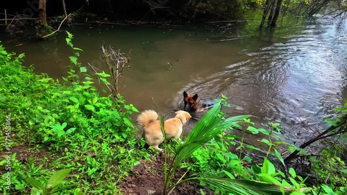 4K footage showing a German Shepherd playfully interacting and having fun with a small gray dog. The lively and candid moment captures joy, cuteness, and companionship between animals. Perfect for doc