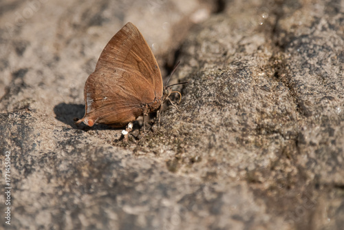 brown butterfly on the sand, Amblypodia anita, the purple leaf blue butterfly