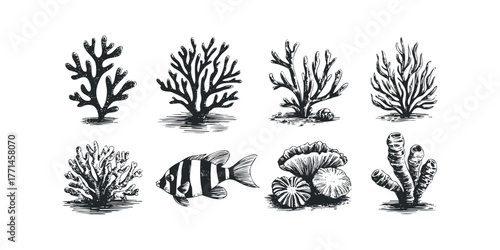 Collection of hand drawn coral and fish