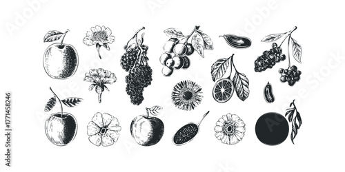 Collection of Engraved Fruits, Vegetables, and Flowers
