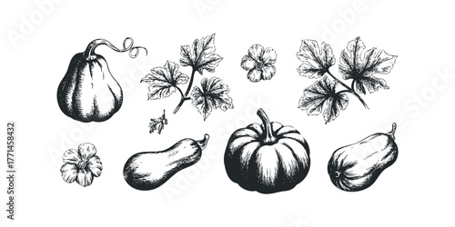 Collection of Hand-Drawn Gourds and Leaves