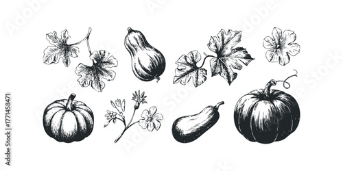 Sketchy Autumn Harvest of Gourds Leaves and Flowers