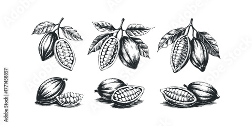 Cocoa pod halves and whole pods with leaves