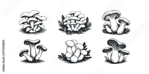 Six Ink Style Mushroom Illustrations