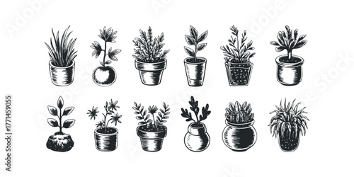 Collection of potted houseplant sketches
