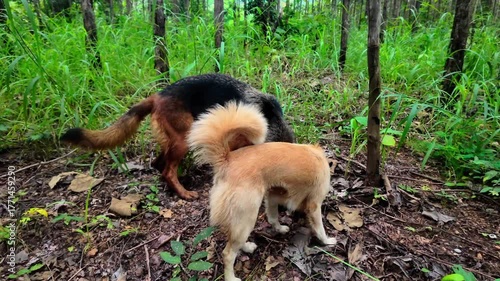 4K footage of a German Shepherd and a small gray dog happily exploring a lush green forest, capturing joy, companionship, and the freedom of animals in nature. Perfect for documentaries, lifestyle, tr