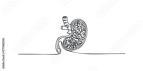 Kidney Anatomy Outline Sketch