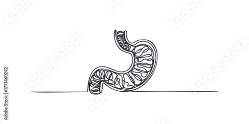 Single line drawing of human stomach organ