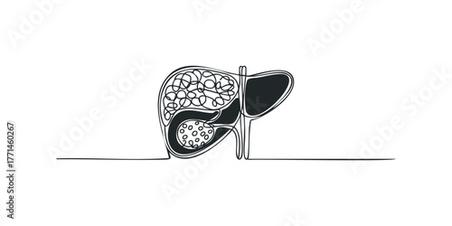 Anatomical drawing of the human liver and gallbladder