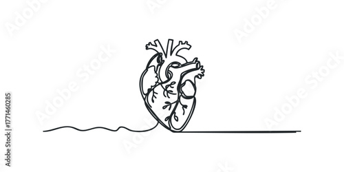 Single line drawing anatomical heart with flowing line