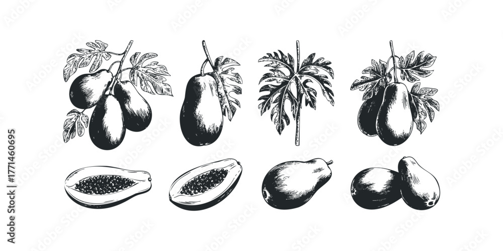 Fototapeta premium Collection of Papaya Fruits and Leaves Botanical Drawing