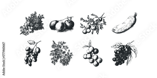 Collection of hand-drawn botanical fruit and vegetable elements