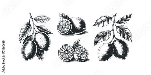 Sketch of Ripe Lemons on Branches with Leaves and Slices