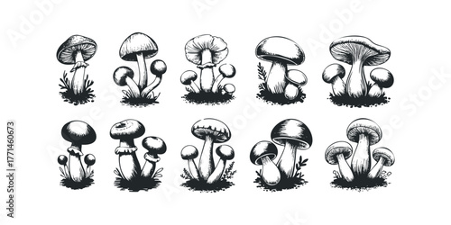 Ten Sketchy Mushroom Illustrations Growing From Soil