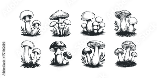 Group of various mushroom species in a sketchy style