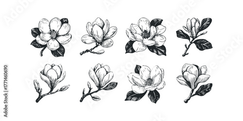 Magnolia flower collection in vintage sketch style