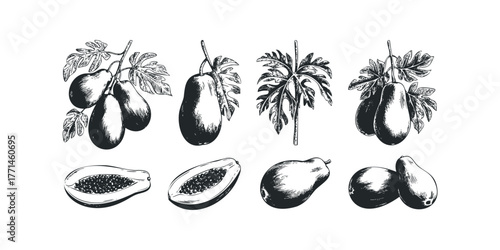 Collection of Papaya Fruits and Leaves Botanical Drawing
