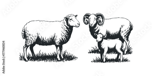 Ram sheep with horns ewe and lamb in grass