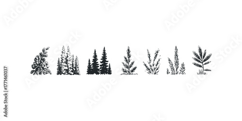 Set of hand-drawn flora elements and coniferous trees