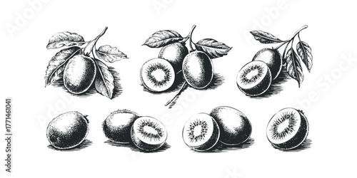 Collection of Hand Drawn Kiwi Fruits and Leaves