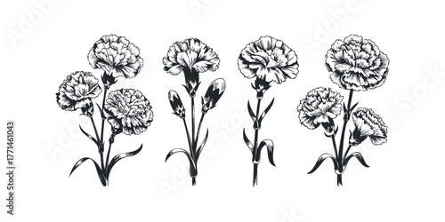 Line art botanical illustration of carnation flowers and buds