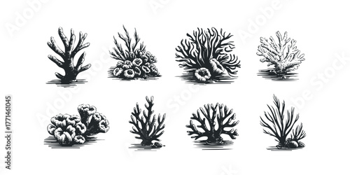 Eight Stylized Black and White Coral Reef Illustrations