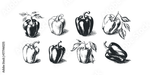 Collection of Bell Peppers with Leaves in Sketch Style