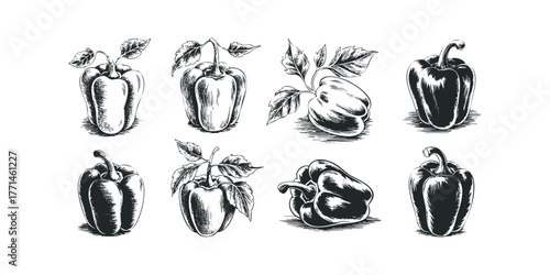 Collection of Eight Hand-Drawn Bell Peppers with Leaves